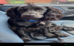 Mixed Breed dogs for sale: Docker Puppies For Sale🐶 - Image 17