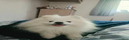 Pomeranian dogs for stud: Pomeranian For Stud Service - Advert 2