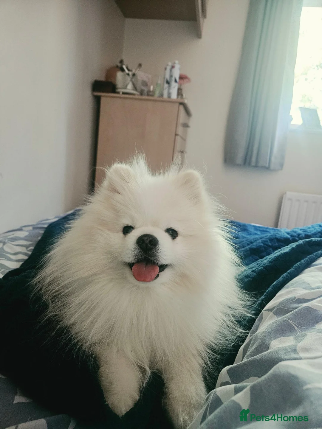 Pomeranian dogs for stud: Pomeranian For Stud Service - Advert 2