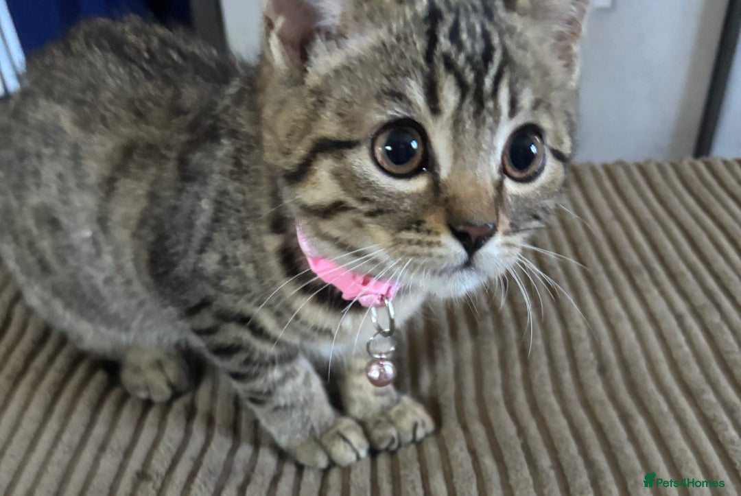 Bengal cats for sale: **1 Female remaining** Bengal cross kittens  in Petworth - Image 1