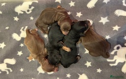 Miniature Dachshund dogs for sale: PEDIGREE MINIATURE LONGHAIRED DACHSHUNDS  - Image 13