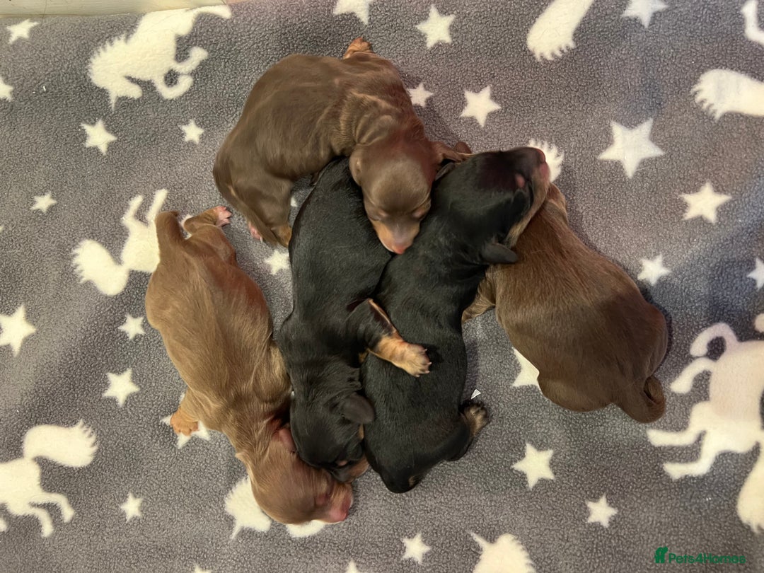 Miniature Dachshund dogs for sale: PEDIGREE MINIATURE LONGHAIRED DACHSHUNDS  - Image 13