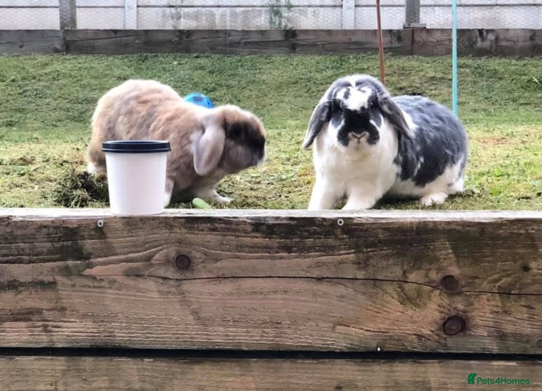 English Lop rabbits for sale: 2 x Male Lop Rabbits - Advert 6