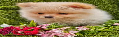 Pomeranian Puppy reserved