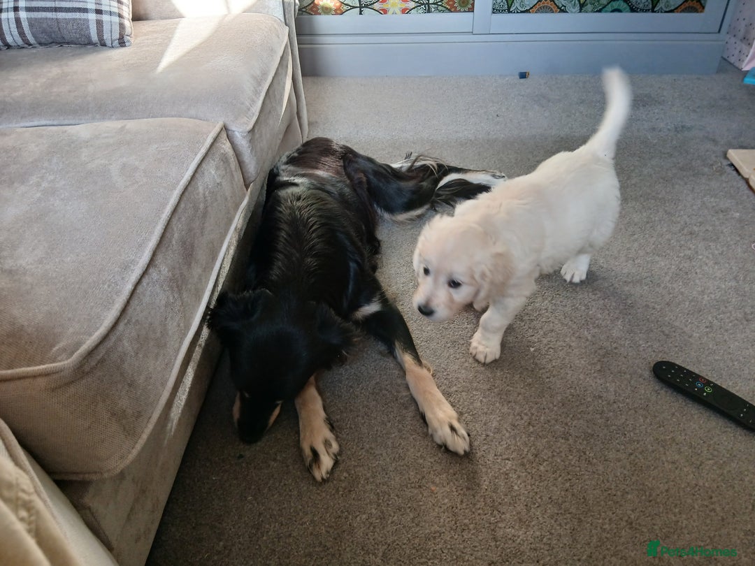 Golden Retriever dogs for sale: Golden retrieve Puppies - Image 6