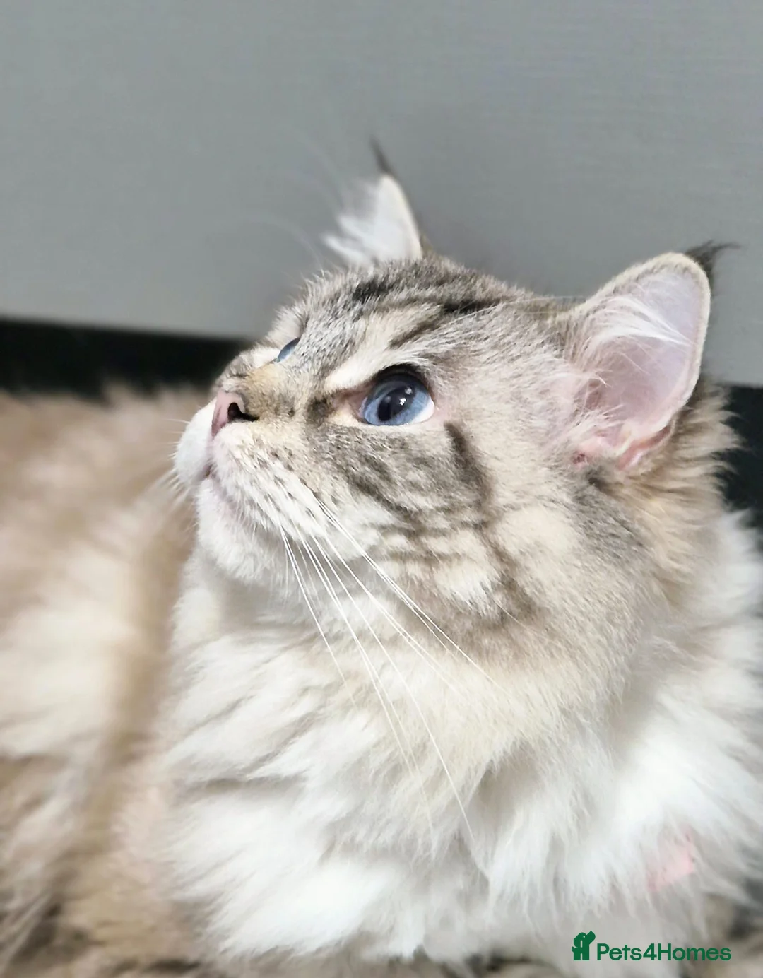 Ragdoll cats for sale: Ragdoll breeding pair in Oakham - Advert 1