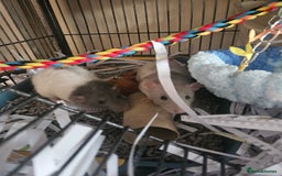 Rat rodents for sale: Rats  - Image 13