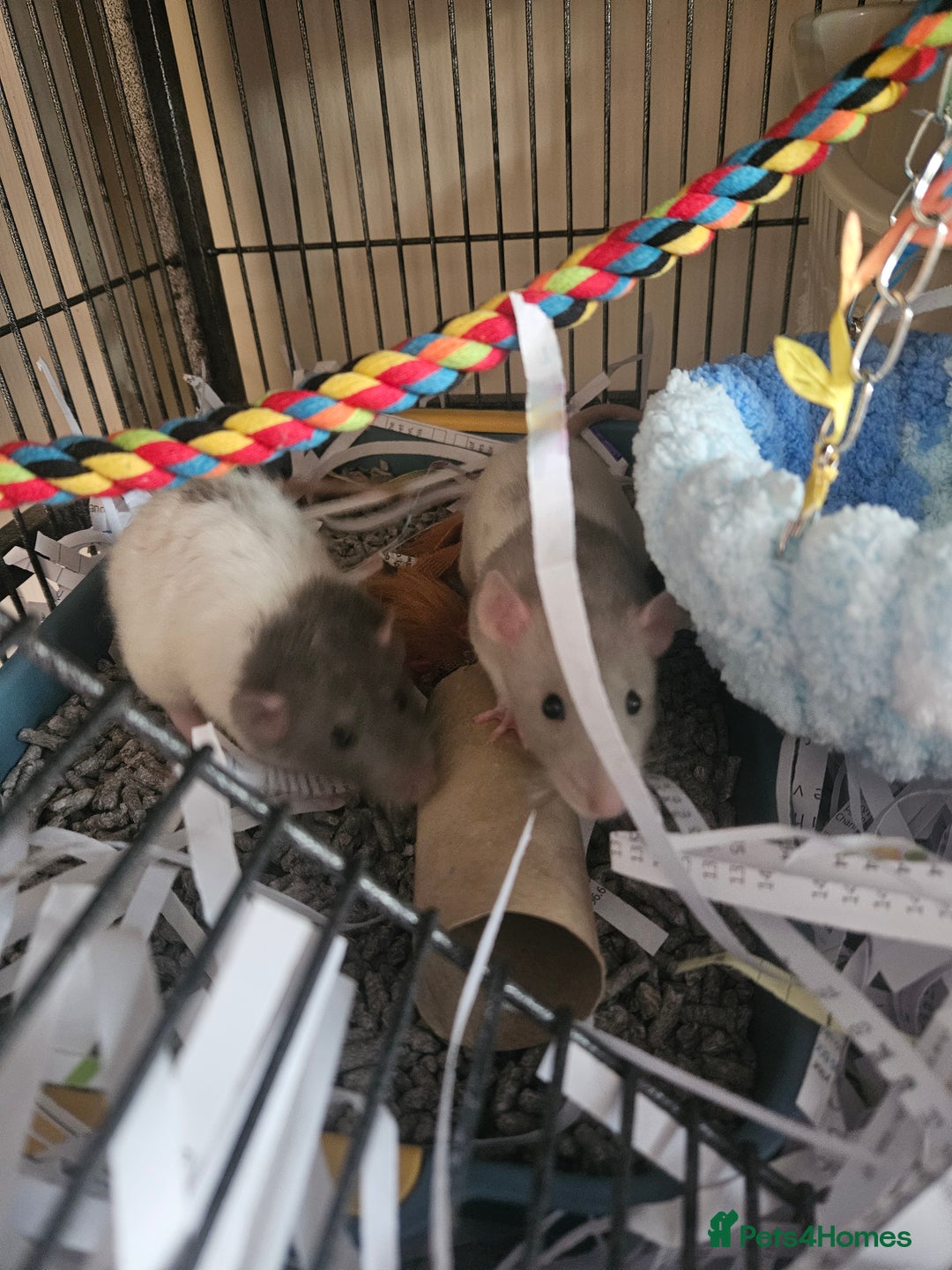 Rat rodents for sale: Rats  - Image 13