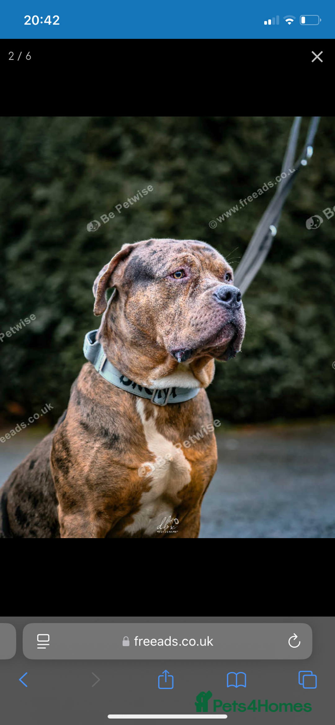 American Bulldog dogs for sale: Jhonson American Bulldog Merle Male (Kayos)  - Image 19