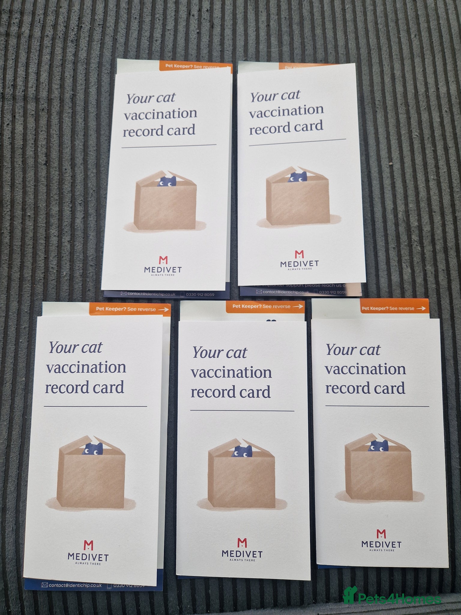 Mixed Breed cats Beautiful mixed Bengal kittens for sale - Advert 2