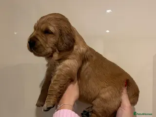 Golden Retriever dogs Gorgeous red golden retriever puppies - Advert 3