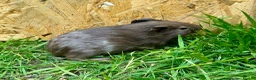 Guinea Pig rodents for sale: Young Guinea pigs  - Advert 5