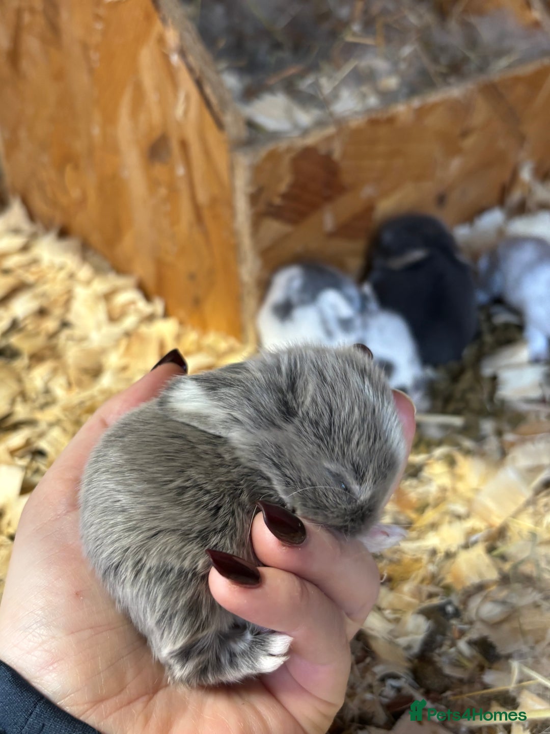 Mini Lop rabbits for sale: White & Grey Mini Lops - Advert 11