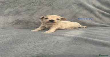 Maltipoo dogs - Advert 12