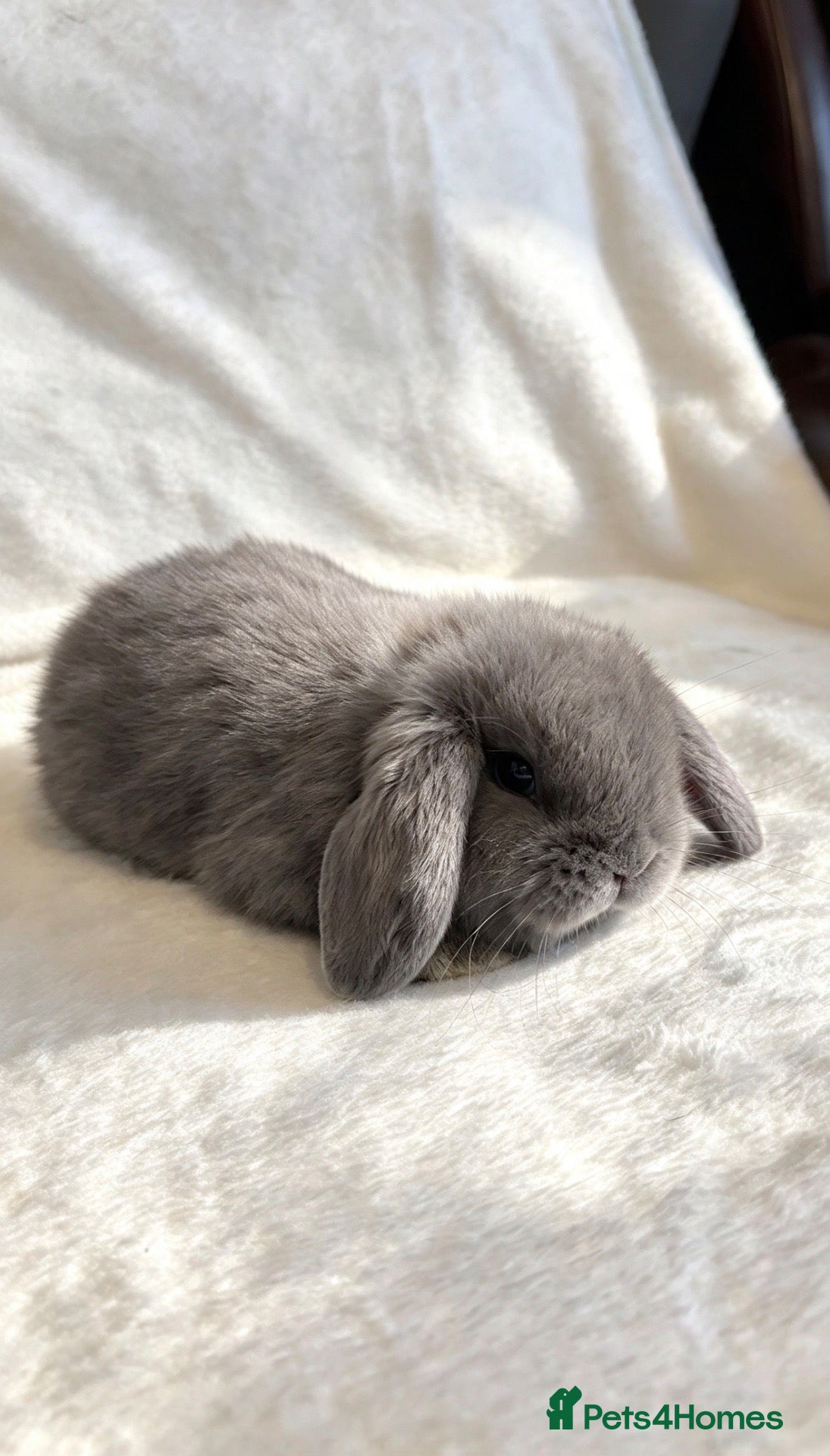Mini Lop rabbits Baby Mini Lops (Ready 07/11) - Advert 2