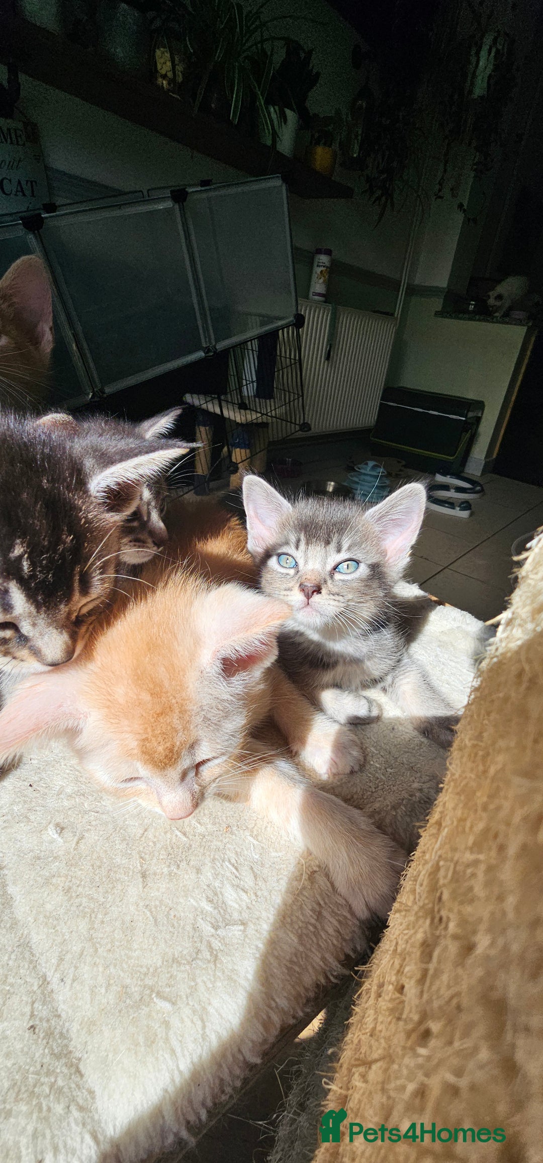 Abyssinian cats for sale: Abyssinian and Bengal x kittens 😻 - Image 33
