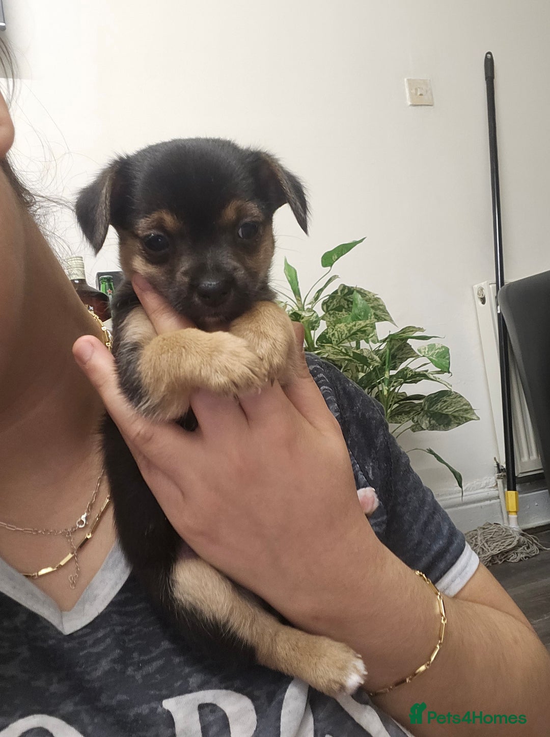 Mixed Breed dogs for sale: Puppy for sale - Advert 3