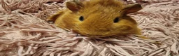 Guinea Pig rodents for sale:  beautiful gineapigs 4 boys available  - Advert 19