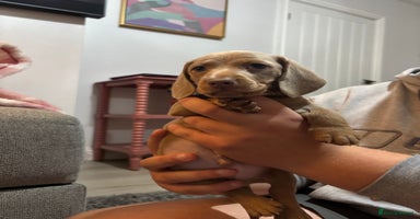 Miniature Dachshund dogs Kc registered miniature dachshunds - Advert 7