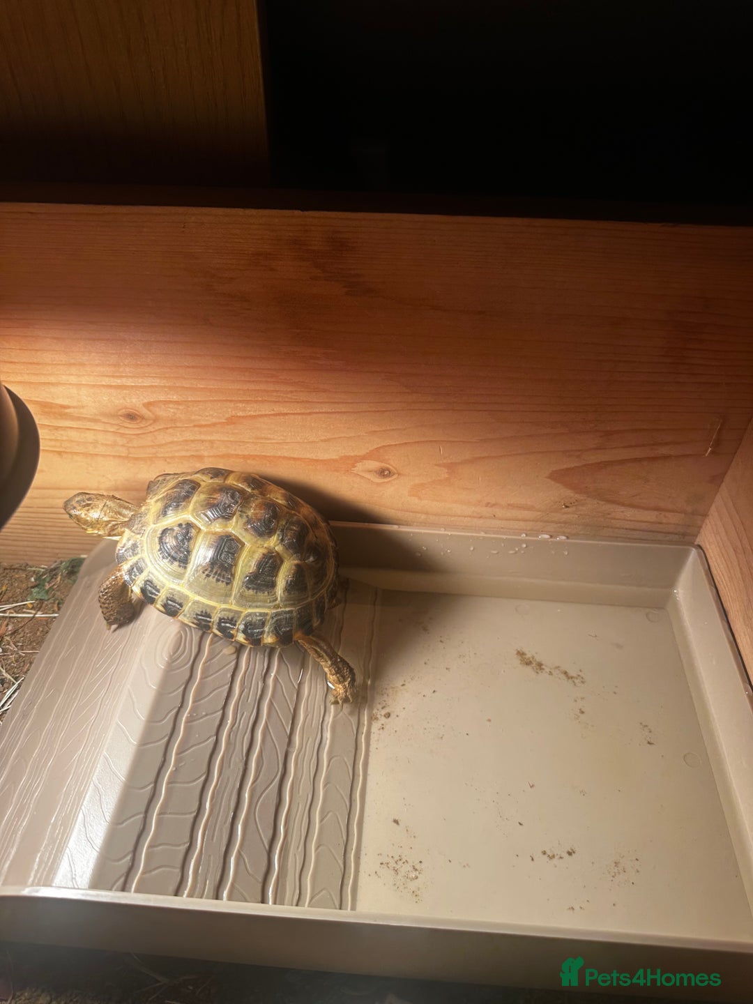 Tortoise reptiles for sale: Horsefield Tortoise - Image 3