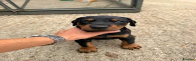 Dobermann 1