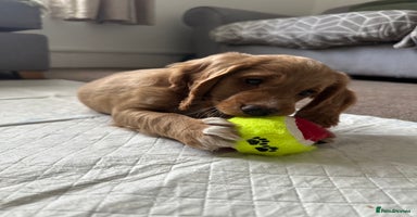 Cockapoo dogs - Advert 15
