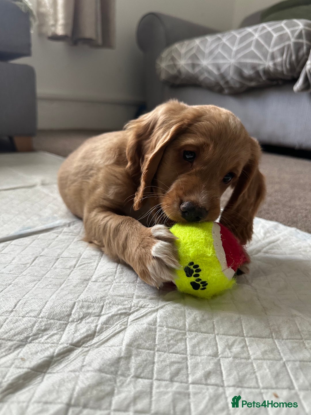 Cockapoo dogs for sale: Boy Cockapoo puppies - Image 3