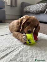 Cockapoo dogs - Advert 6