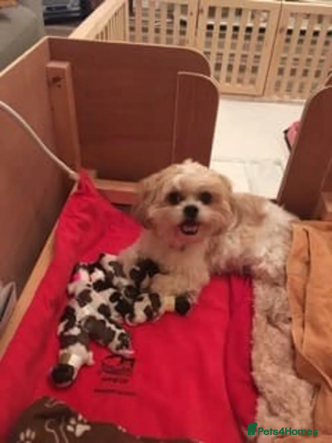 Shih Tzu dogs for stud: KC HARROPINE LUSTY DUSTY FOR STUD ONLY in Bridgend - Advert 9