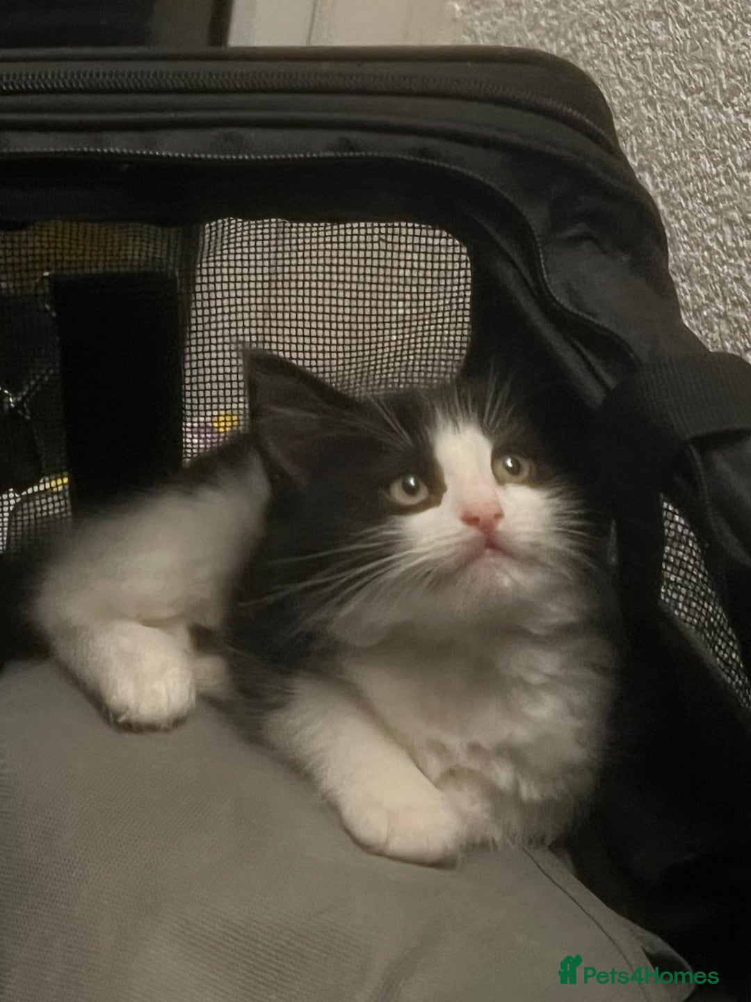 Mixed Breed cats for sale: Adorable Tuxedo Kittens Mixed with Longhair  - Image 3