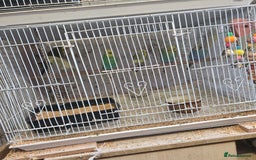 Budgerigars birds for sale: Adult ans baby budgies  - Advert 3