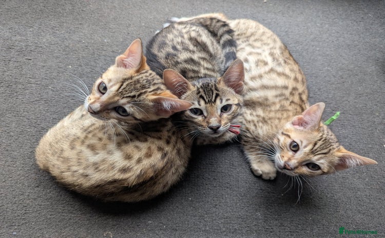 Bengal cats - Advert 1