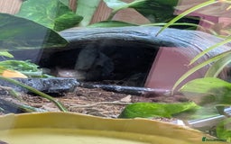 Skink reptiles for sale: Sale of Indonesian BTS - Advert 4