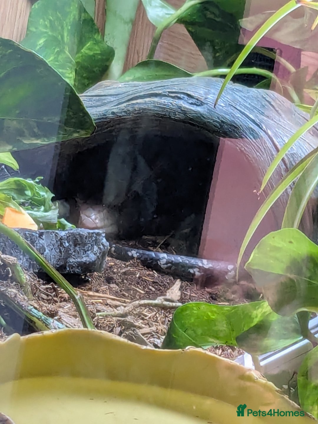 Skink reptiles for sale: Sale of Indonesian BTS - Advert 4