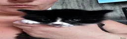 Mixed Breed cats for sale: 2 male kittens looking for loving homes  - Advert 3