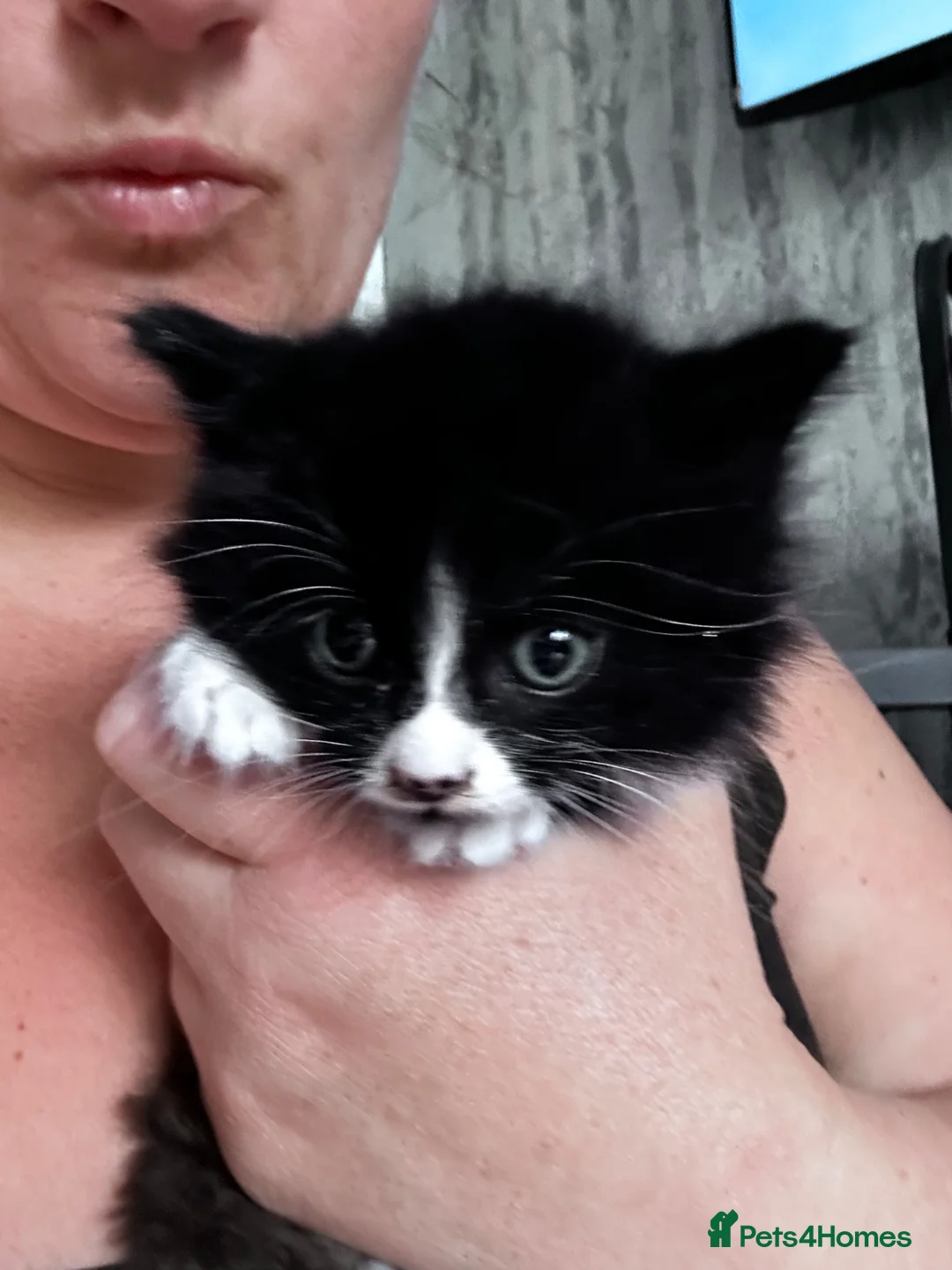 Mixed Breed cats for sale: 2 male kittens looking for loving homes  - Advert 3