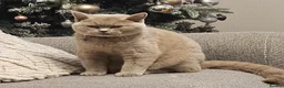 British Shorthair cats for sale: Beautiful girl GCCF registered - Advert 5