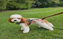 Cavapoo dogs for stud: White and Red Cavapoo - Image 1