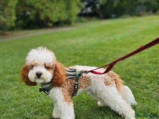 Cavapoo dogs - Advert 18