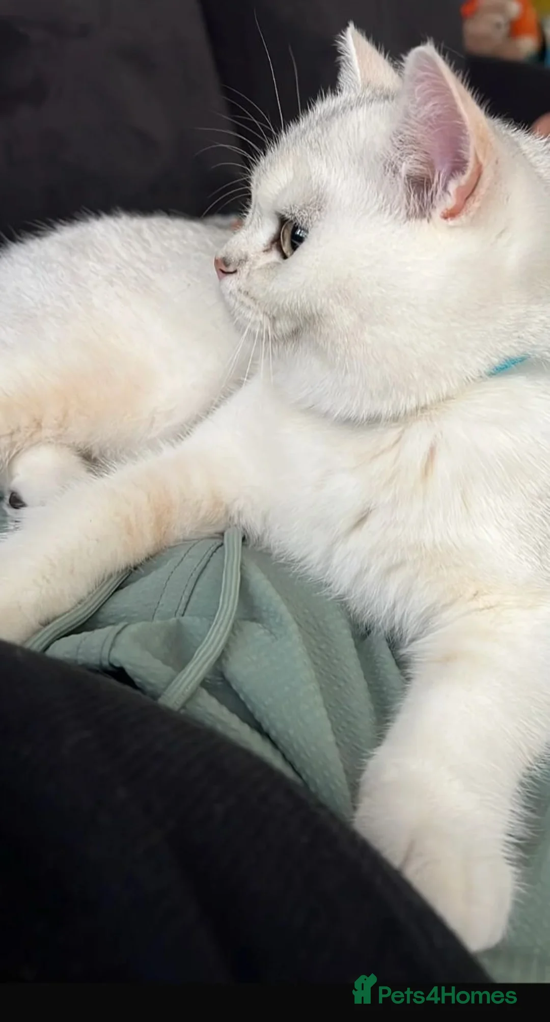 British Shorthair cats for sale: Mochi for re-home in Barnet - Advert 2