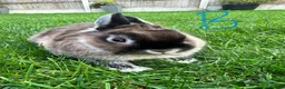 Netherland Dwarf rabbits for sale: Netherland Dwarf Rabbits for sale  - Advert 5