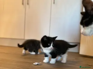 British Longhair cats We’re looking for new home - Advert 6