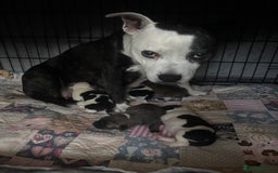 Mixed Breed dogs for sale: Staffy cross Cane corso  - Image 7