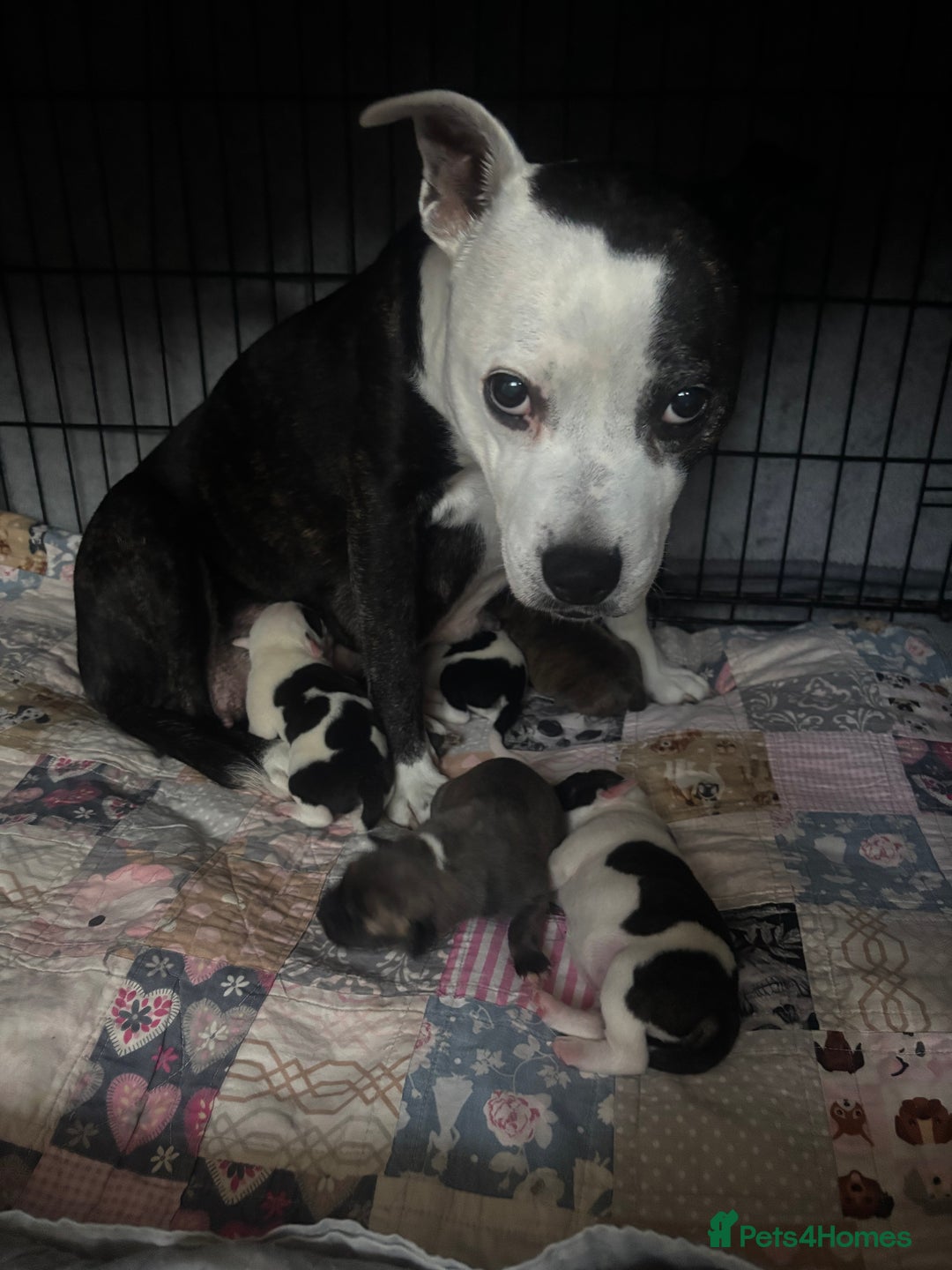 Mixed Breed dogs for sale: Staffy cross Cane corso  - Image 7
