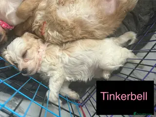 Mixed Breed dogs READY IN 5 days Apricot Cockapoo puppies 1 LEFT - Advert 15