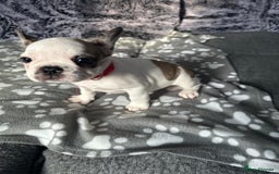 French Bulldog dogs for sale: Amazing french bulldog  - Image 15