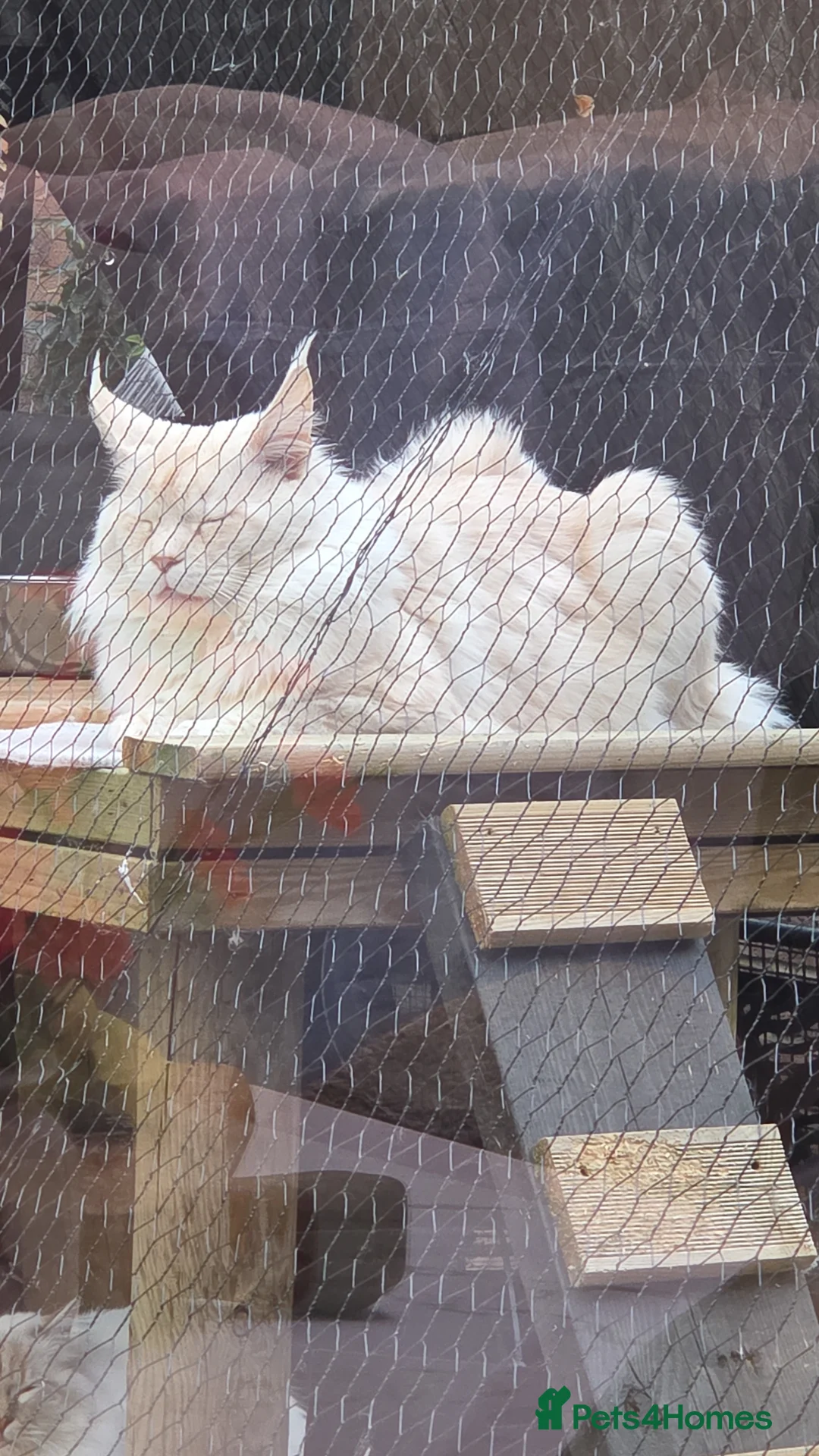 Maine Coon cats for sale: Stunning ACTIVE proven Male  in Gillingham - Advert 2