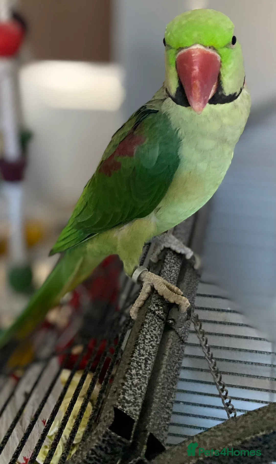 Parrots birds for sale: Parrot male alexandrine  - Advert 3