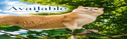 British Shorthair cats for sale: 💙 Ny12 Golden British Shorthair 💙 - Advert 6