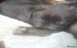 Mastiff dogs for sale: Serbian defense dogs  - Image 12